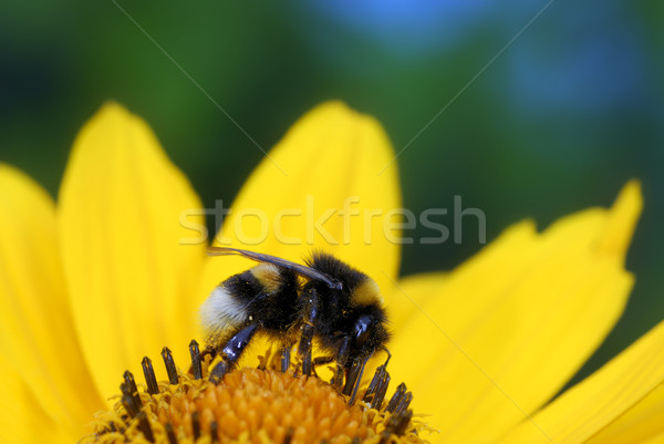 Bumble bee Stock photo © manfredxy