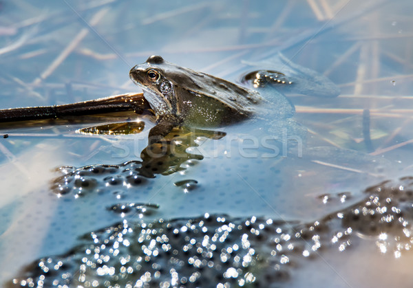 Frog and Frog Spawn Stock photo © manfredxy