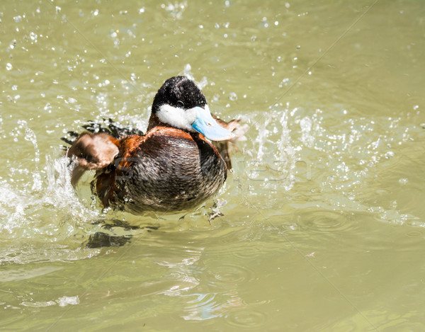 Ringed Teal Duck Stock photo © manfredxy