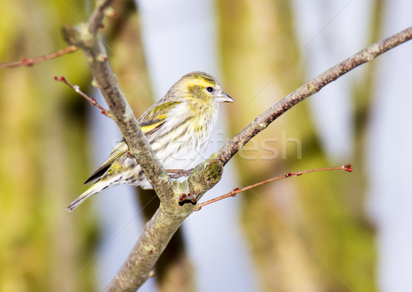 Stock photo: Eurasian siskin sitting on a twig