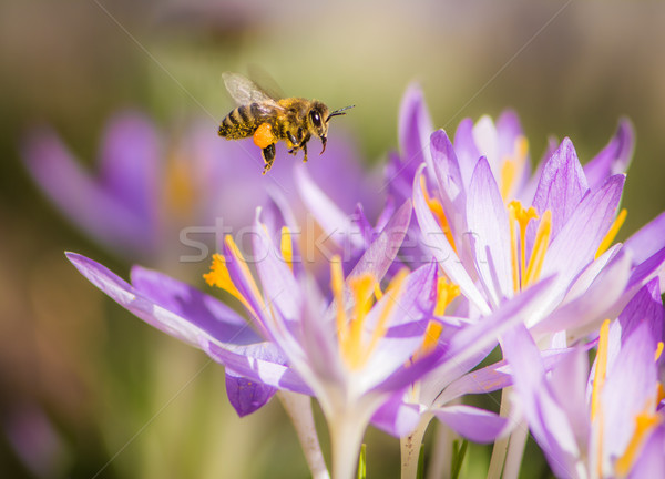 Vuelo abeja púrpura azafrán flor primavera Foto stock © manfredxy