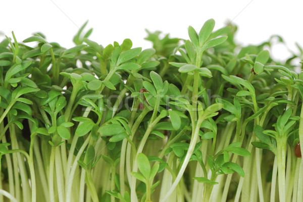 Isolated Garden Cress Sprouts Stock photo © manfredxy