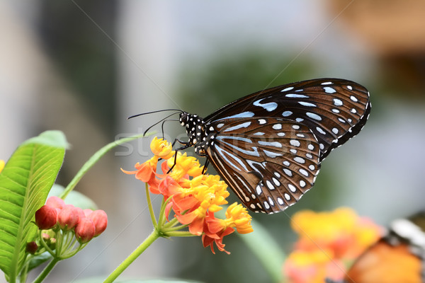 Tropical butterfly Stock photo © manfredxy