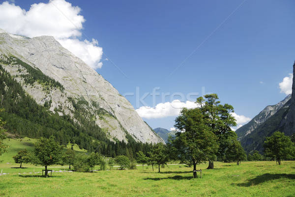 Alpine maple trees Stock photo © manfredxy