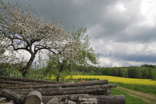 Spring storm Stock photo © manfredxy