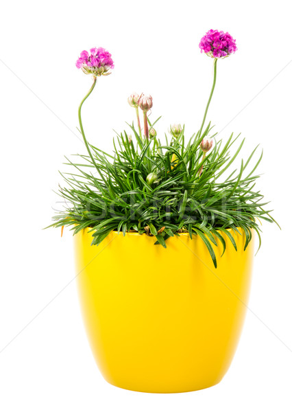 Isolated potted pink Armeria flower Stock photo © manfredxy