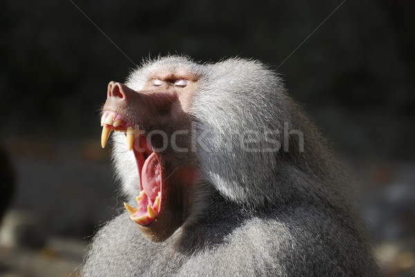 Habeş maymunu geniş açmak ağız Afrika Stok fotoğraf © manfredxy