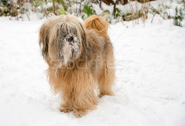 Terrier cane neve rosolare dai capelli lunghi piedi Foto d'archivio © manfredxy