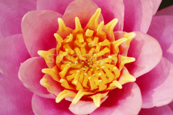 Loto rosa perfecto simetría equilibrio pétalos Foto stock © manfredxy