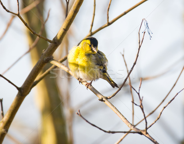 Stock photo: Black-headed Goldfinch