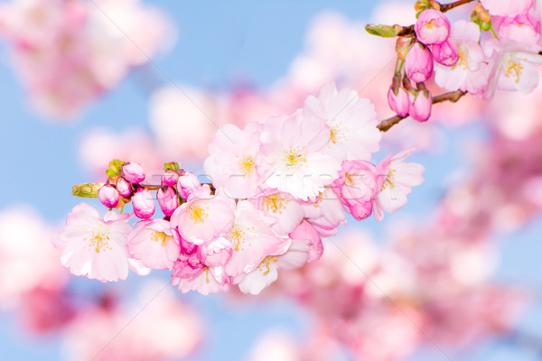 Twig with pink cherry blossoms Stock photo © manfredxy