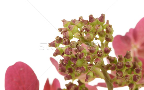 Isolated Hydrangea Stock photo © manfredxy