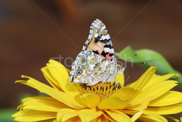 Painted Lady butterfly Stock photo © manfredxy