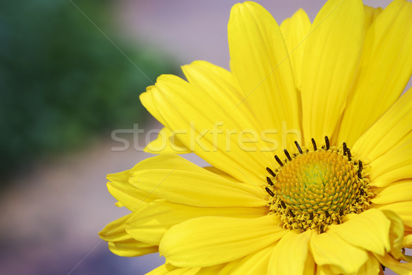 Marguerite blossom Stock photo © manfredxy