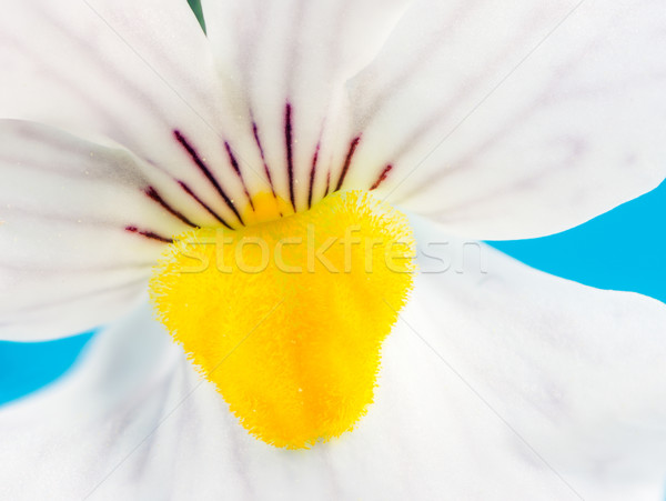 Nemesia Flower Stock photo © manfredxy