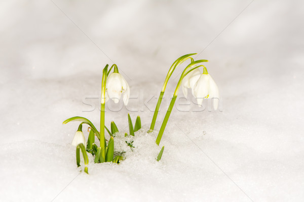 Snowdrop flowers in the snow Stock photo © manfredxy