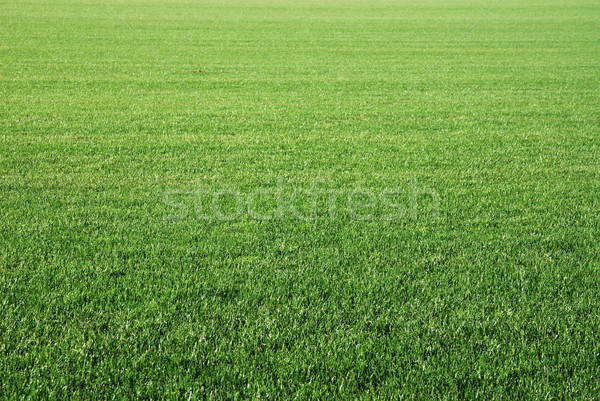 Lawn Stock photo © manfredxy