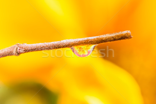 Flower refraction in a dew drop on a twig Stock photo © manfredxy