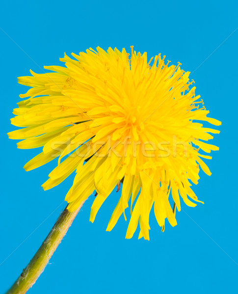 Jaune pissenlit fleur fleur macro [[stock_photo]] © manfredxy