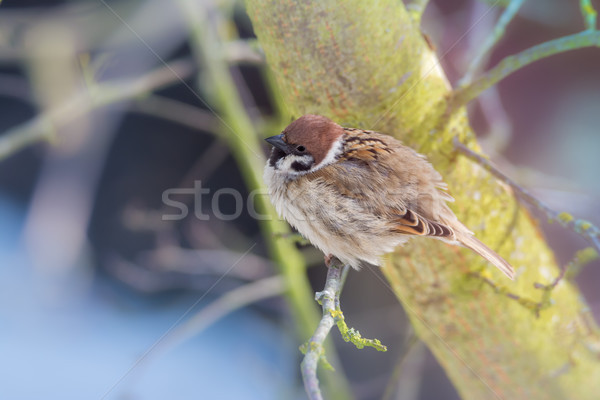 樹 麻雀 坐在 枝 性質 商業照片 © manfredxy