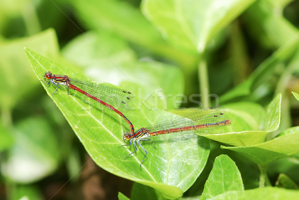 Mating damselflies Stock photo © manfredxy