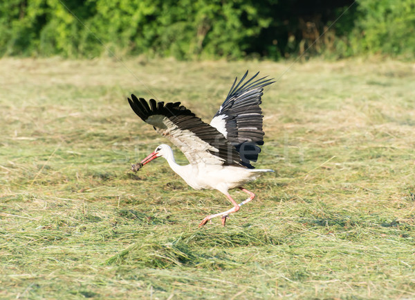 Barză prada alb alimente iarbă aripi Imagine de stoc © manfredxy