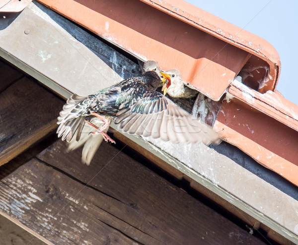 Flying common Starling feeding babies Stock photo © manfredxy