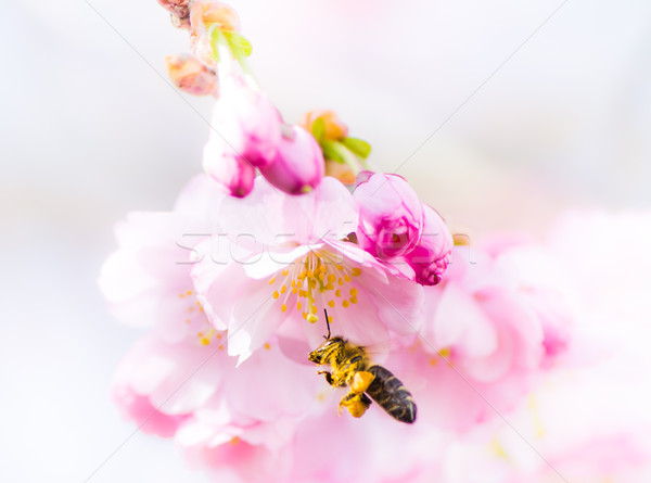 Bee flying to pink cherry blossoms Stock photo © manfredxy