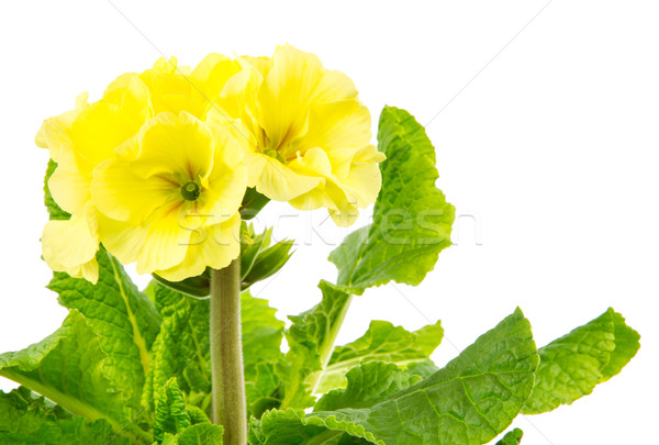 Yalıtılmış sarı çuhaçiçeği çiçek makro Stok fotoğraf © manfredxy