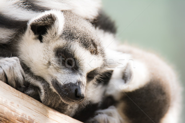 Dozing lemur cattas Stock photo © manfredxy