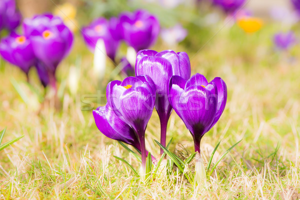 Roxo açafrão flores primavera foco Foto stock © manfredxy
