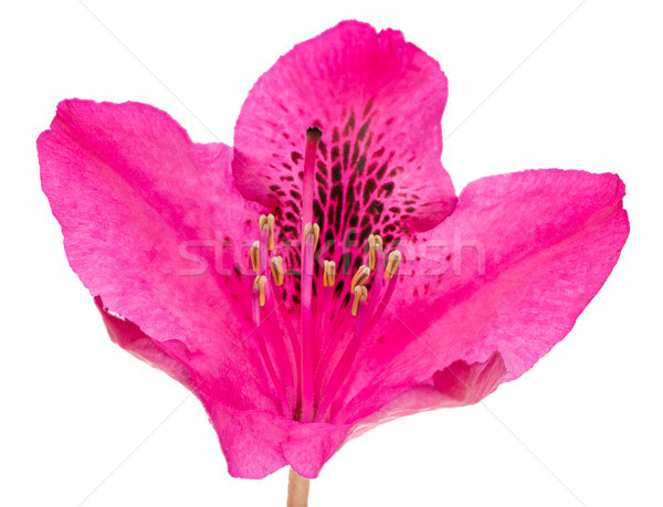 Macro of a pink isolated Rhododendron flower blossom Stock photo © manfredxy