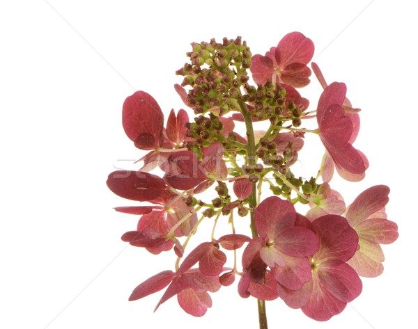 Stock photo: Isolated Hydrangea