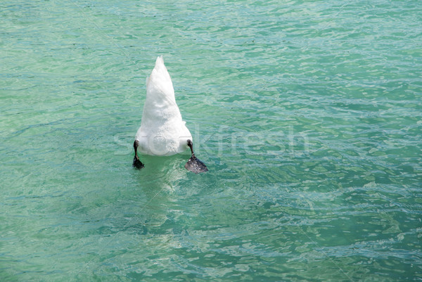 跳水 天鵝 白 尾 水 性質 商業照片 © manfredxy