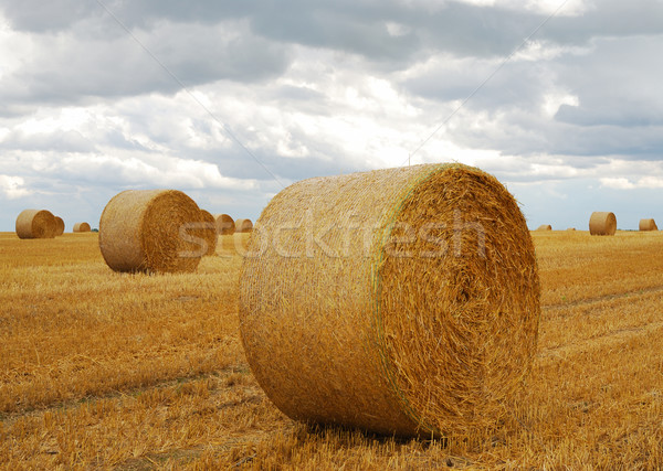 Bales of straw Stock photo © manfredxy