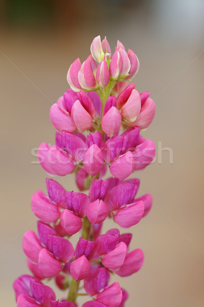 花· 粉红色 · 夏天 ·宏 / closeup of a pink lupine flower