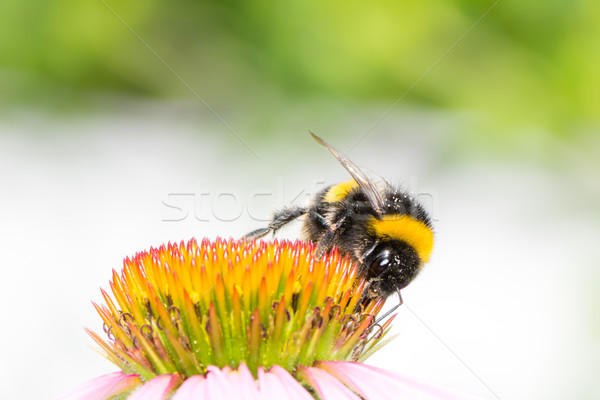 Bumblebee collecting nectar on Echinacea flower Stock photo © manfredxy