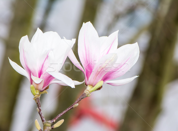 Foto stock: Floración · magnolia · árbol · blanco · flores · ramita