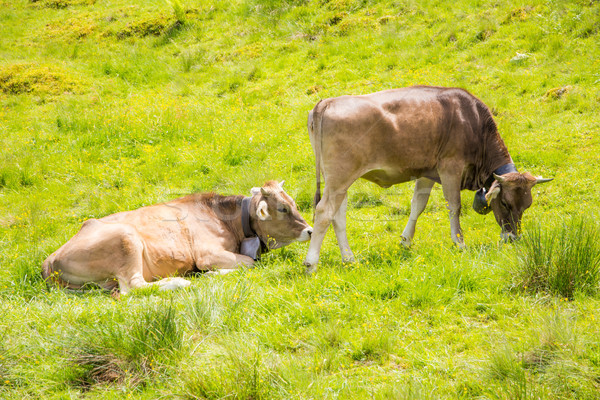 Organic farming wiht happy cows Stock photo © manfredxy