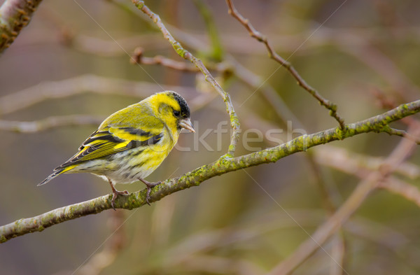 Male eurasian siskin bird Stock photo © manfredxy