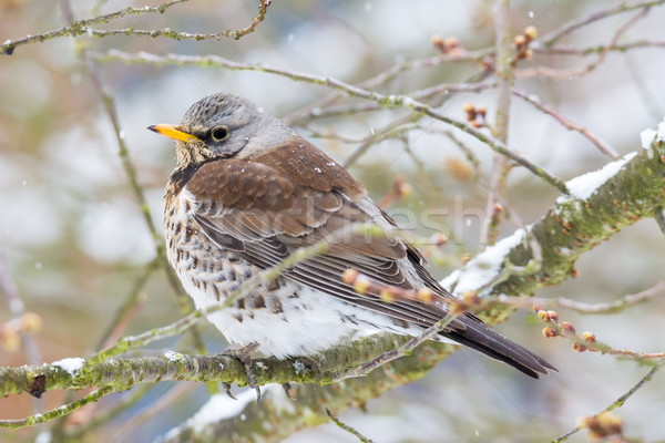 Fieldfare bird sitting on a tree Stock photo © manfredxy