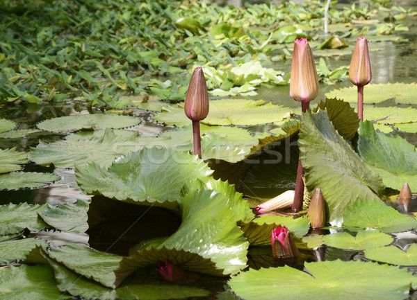 Water Lily Stock photo © manfredxy