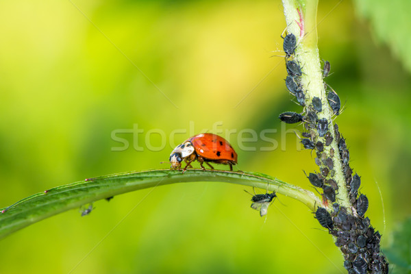 Biologiczny Ladybug jedzenie charakter czerwony Zdjęcia stock © manfredxy