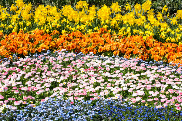 Flower Carpet Stock photo © manfredxy