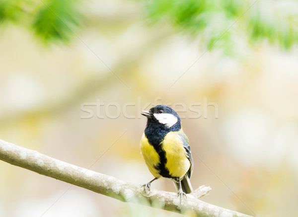 山雀 鳥 坐在 樹枝 商業照片 © manfredxy