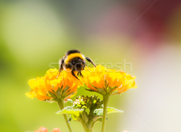 Poszméh gyűjt virágpor Stock fotó © manfredxy