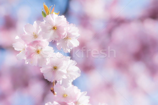 Pink cherry blossoms Stock photo © manfredxy