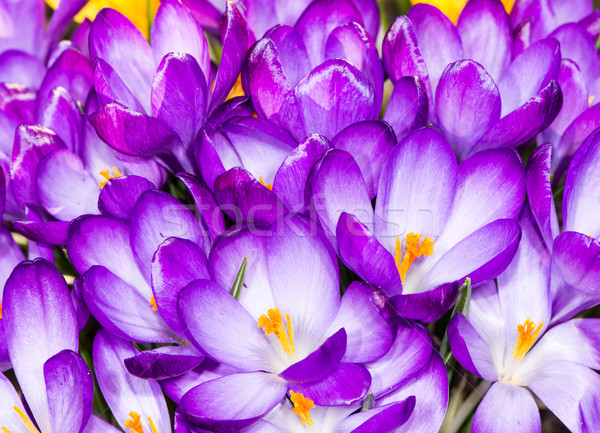 Pourpre crocus fleurs macro groupe fleur Photo stock © manfredxy