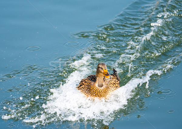 Eend landing snelheid water vol Stockfoto © manfredxy