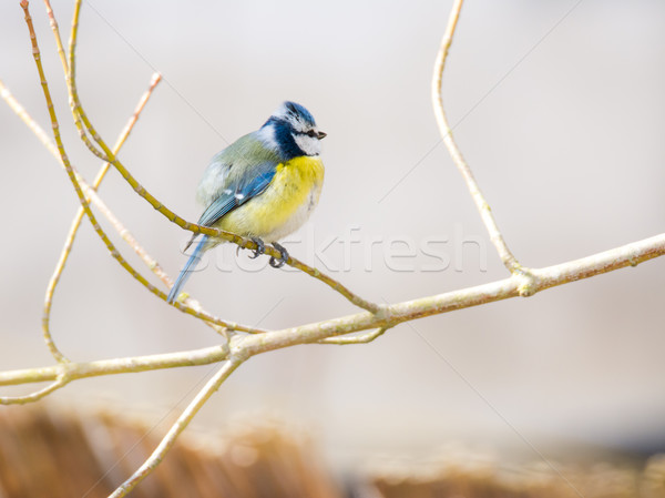Blue Tit Bird Stock photo © manfredxy